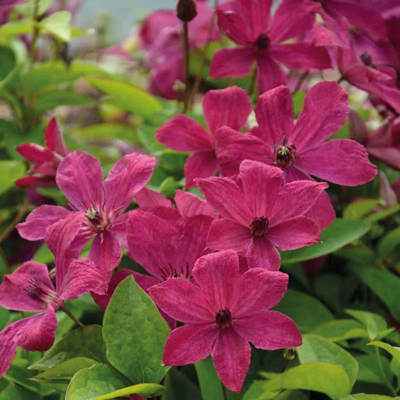 Scarlet Clematis Expander