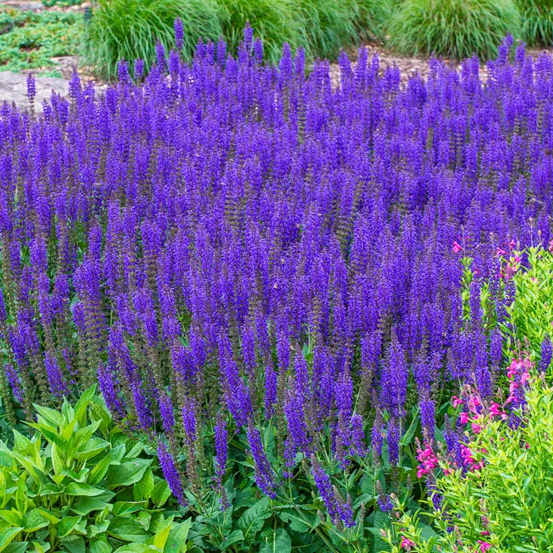 May Night Salvia