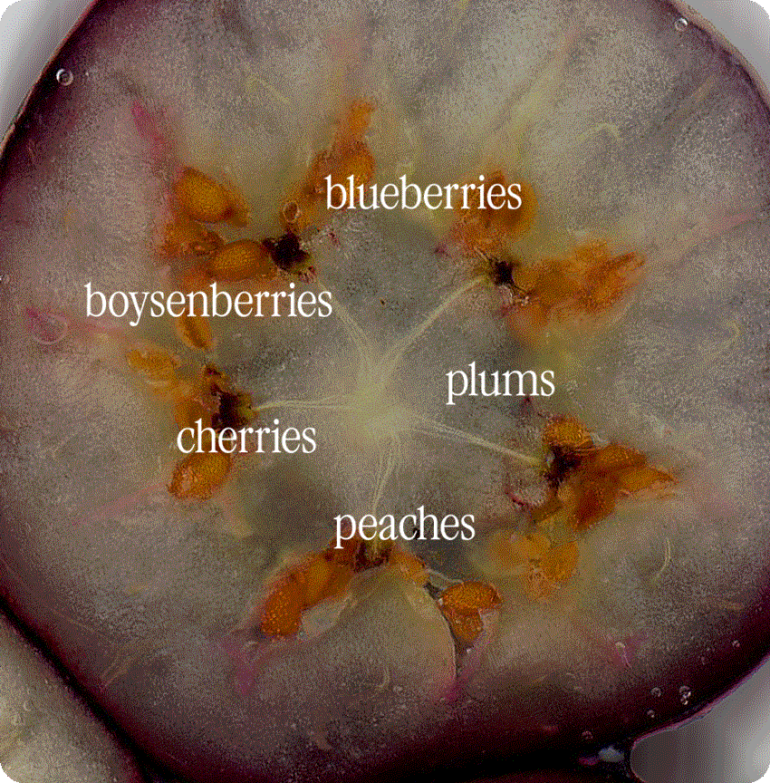 blueberries, boysenberries, plums, cherries, peaches