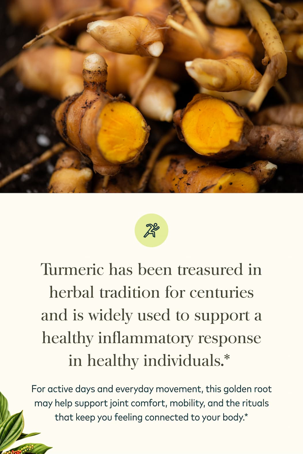Turmeric Herb
