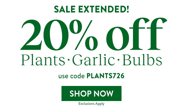 Garlic Bulbs