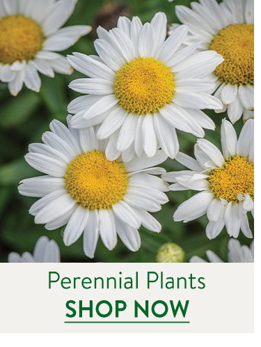 Fall Perennial Plants