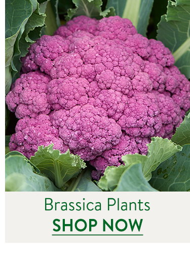 Brassica Plants
