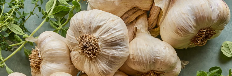 Garlic Bulbs