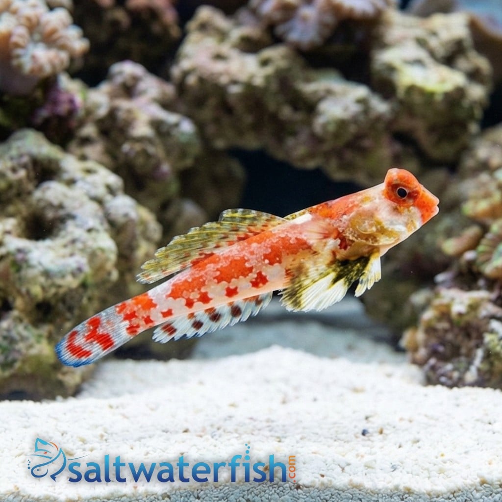 Scooter Blenny: Red - South Asia