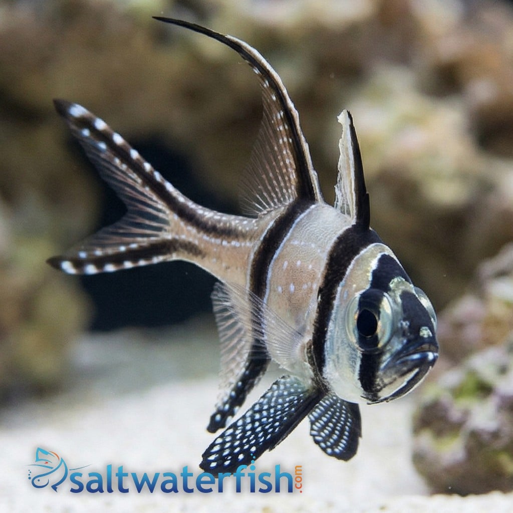 Banner (Banggai) Cardinal - Captive Bred