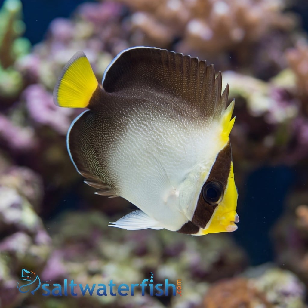 Singapore Angelfish