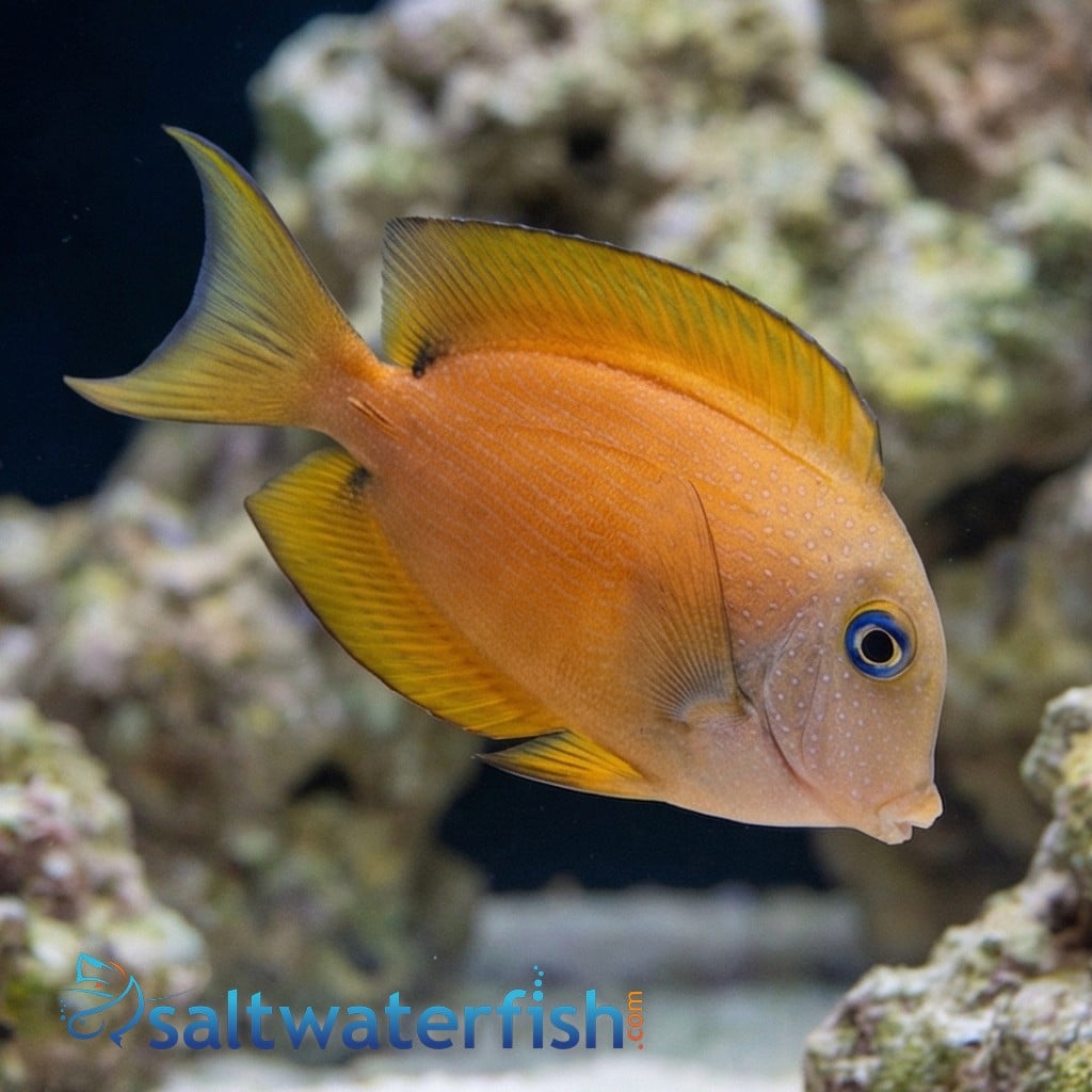 Blue Eyed Tang - Indo-Pacific