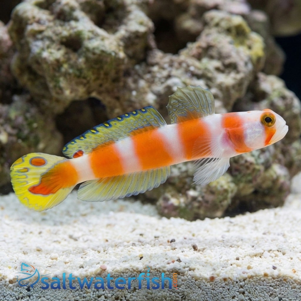 Orange Banded Prawn Goby - Indian Ocean