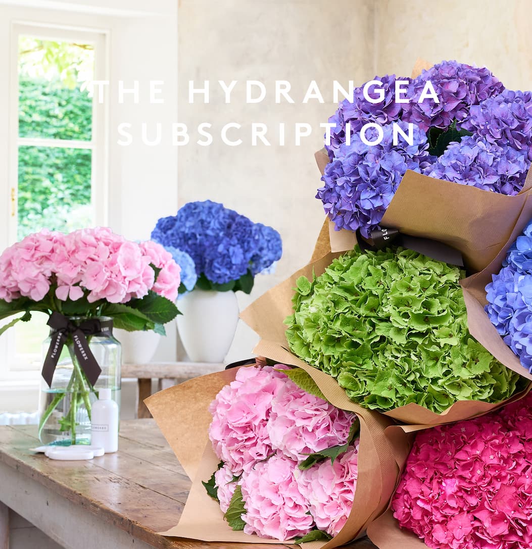 Hydrangea Subscription