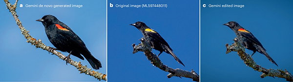 A panel of three images showing an AI-generated bird image, a real bird photograph and a photograph of a bird that has been edited using an AI tool in a way that inadvertently changed its species.
