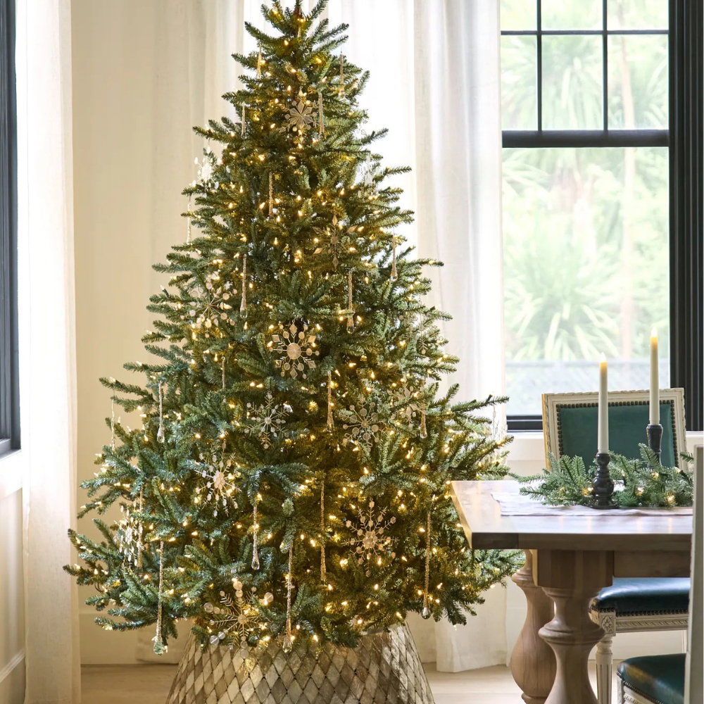 Classic Blue Spruce