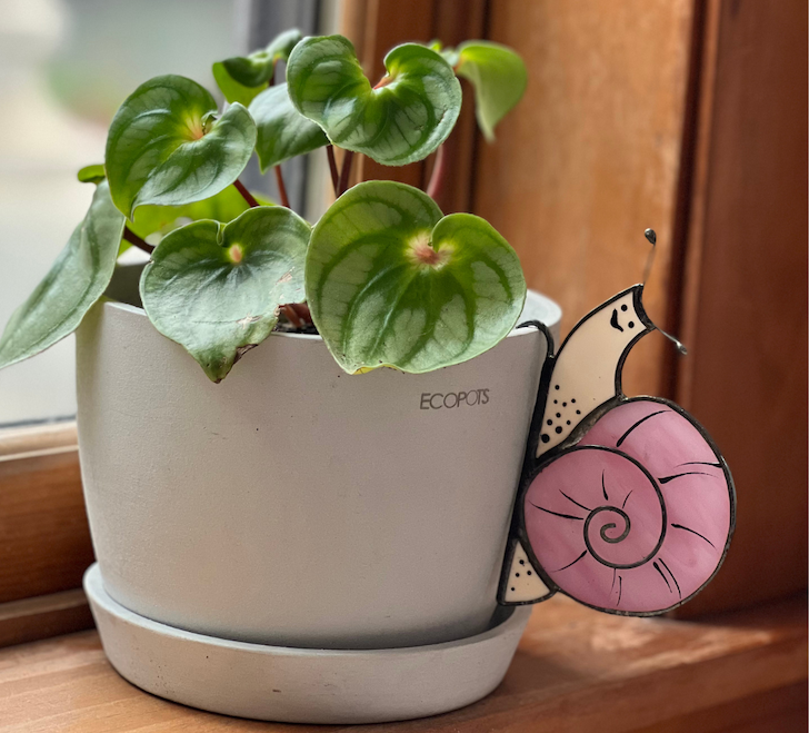 avalglass pink snail