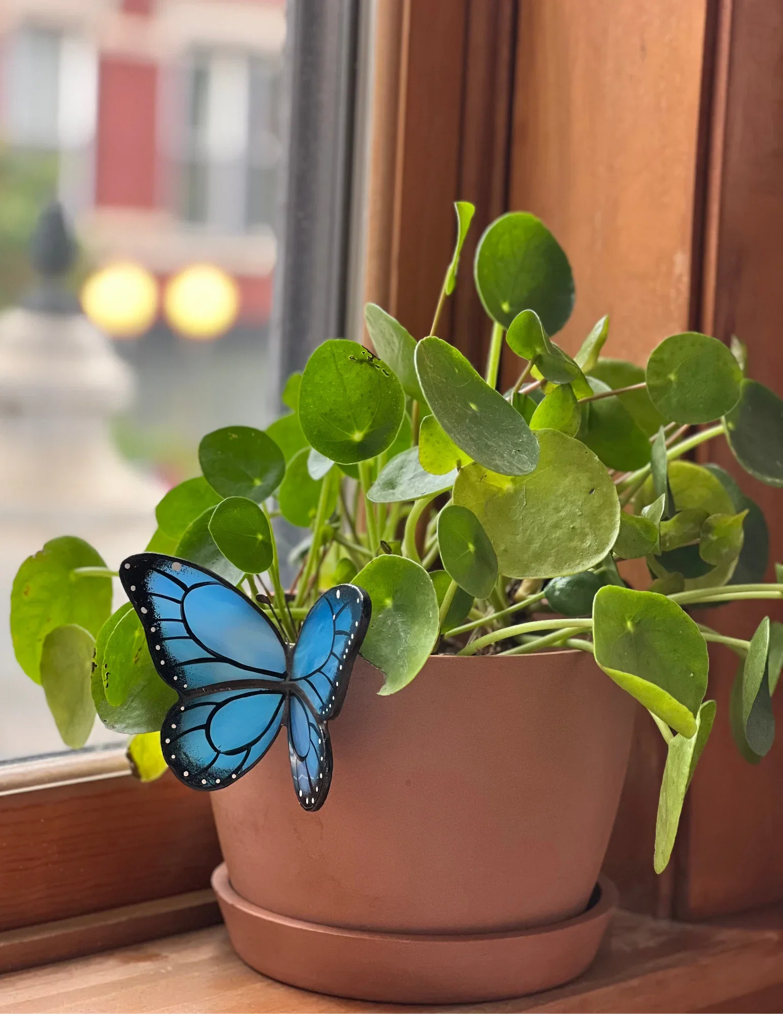 Image of Butterfly Pot Hugger