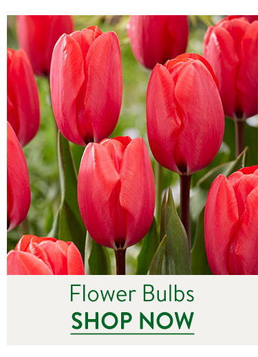 Flowering Bulbs