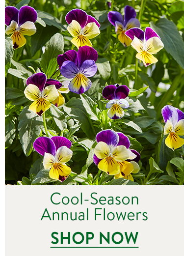 Fall Planted Annuals