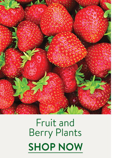Fruit & Berry Plants