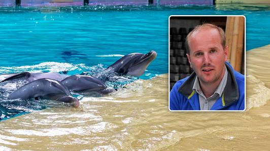 Waar moeten de zeven tuimelaars naartoe, nu dolfinarium in Brugge dicht moet? Directeur bijt van zich af: “Sluit dan ineens alle dierentuinen”