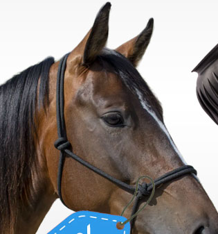 Roper halter sale