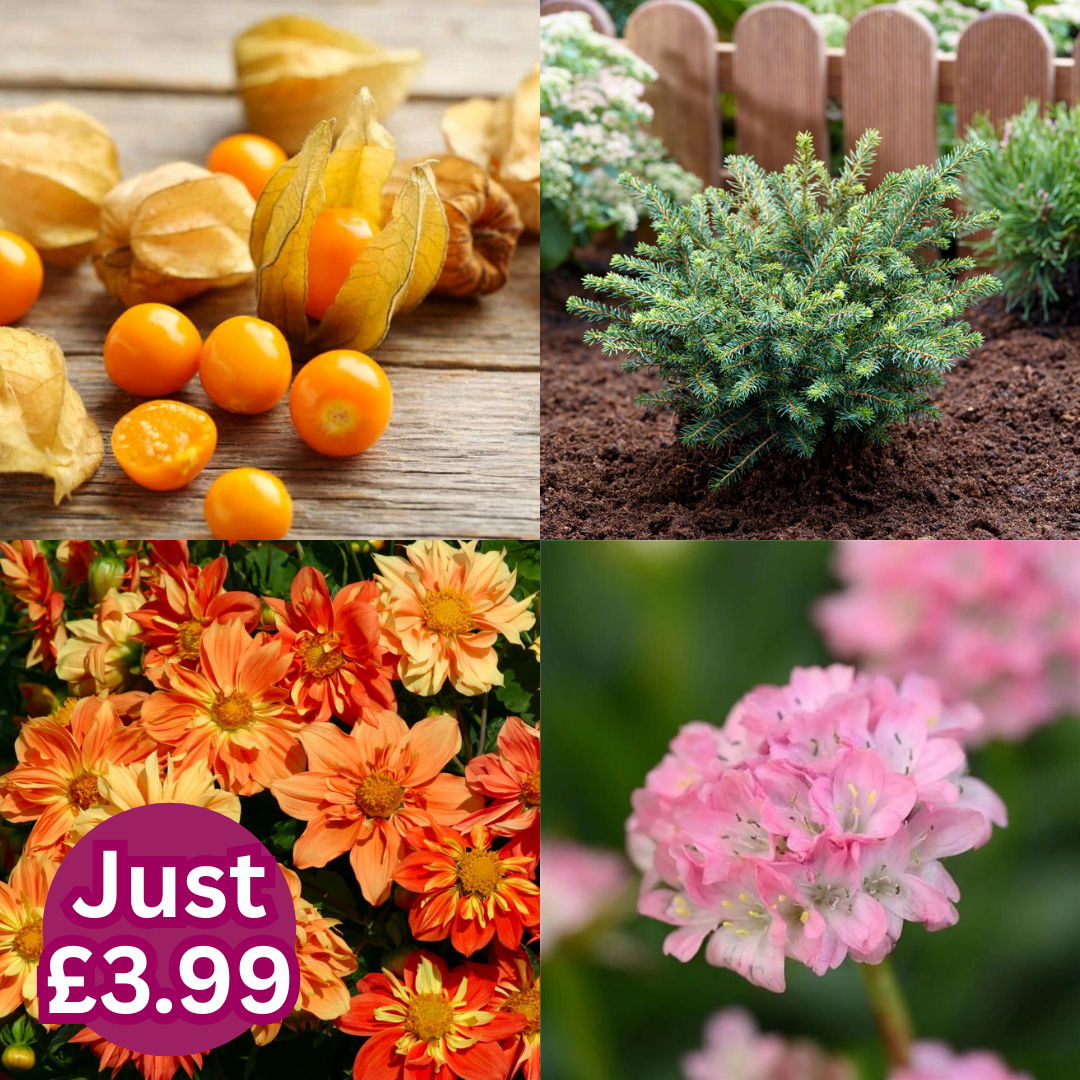 Everything’s just £3.99