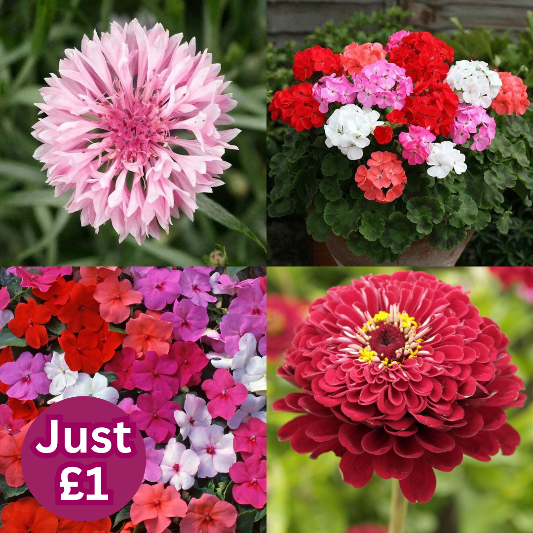 Everything’s Just £1
