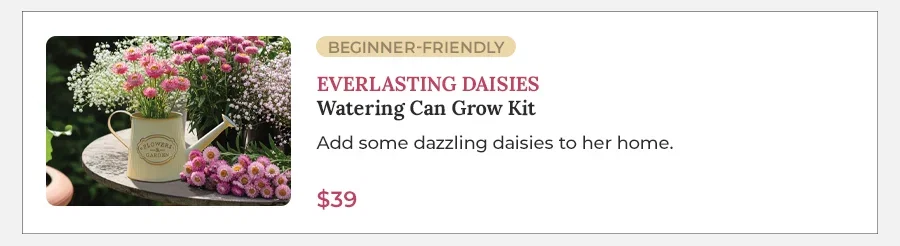 Everlasting Daisies Watering Can Grow Kit