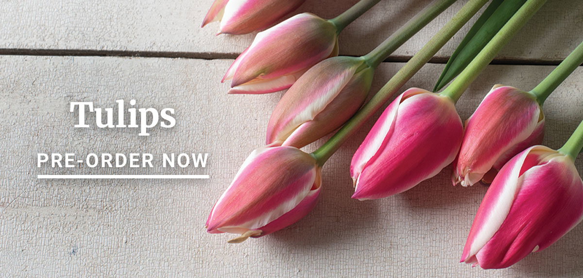 Tulips
