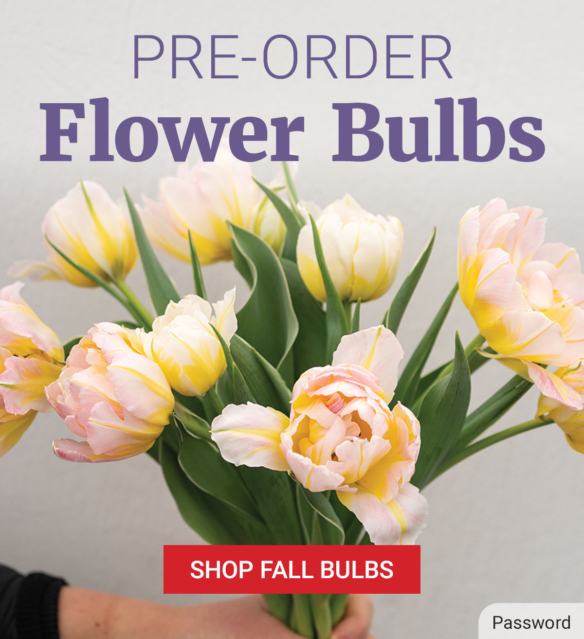 Pre-Order Flower Bulbs - Shop Now