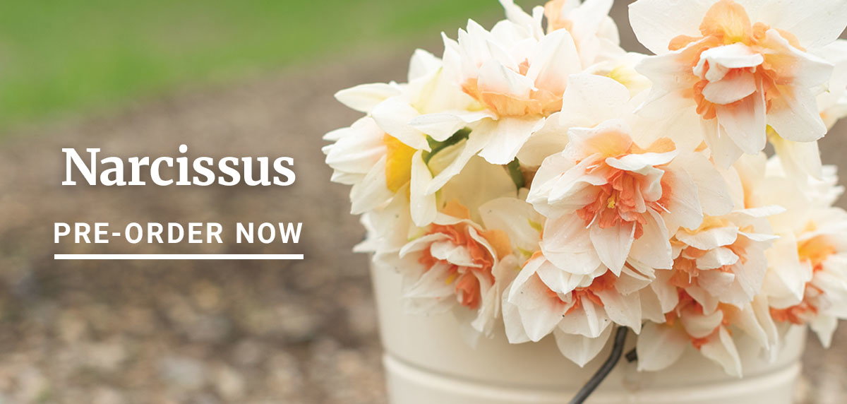 Narcissus