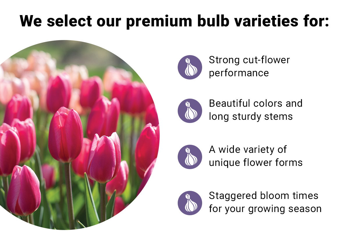 We select our premium bulb varieties for strong cut flower performance, beautiful colors and long sturdy stems, a wide variety of unique flower forms, and staggered bloom times for your growing season.