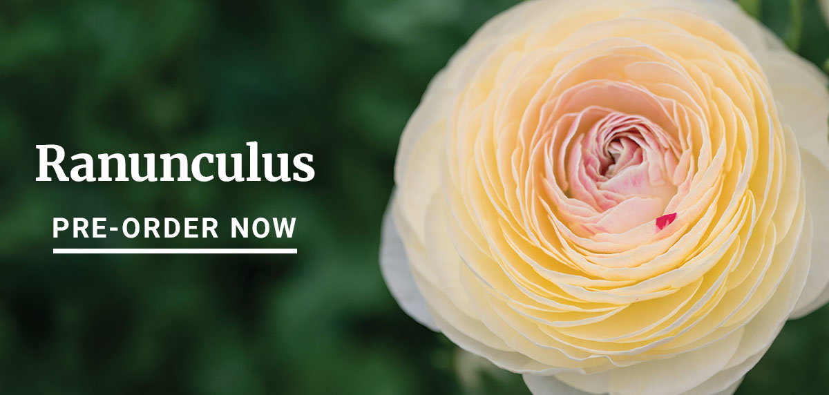 Ranunculus