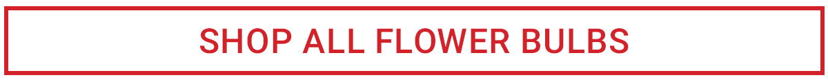 SHOP ALL FLOWER BULBS