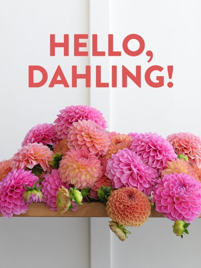 Close-up of 2 dozens of dahlias in pinks and oranges. Text reaads: Hello Dahling