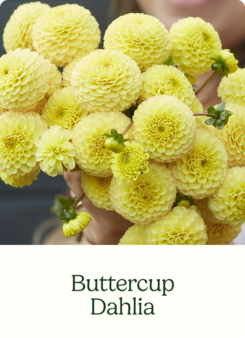 Buttercup Dahlia