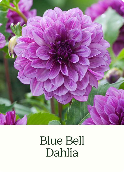 Blue Bell Dahlia