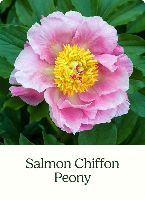 Salmon Chiffon Peony