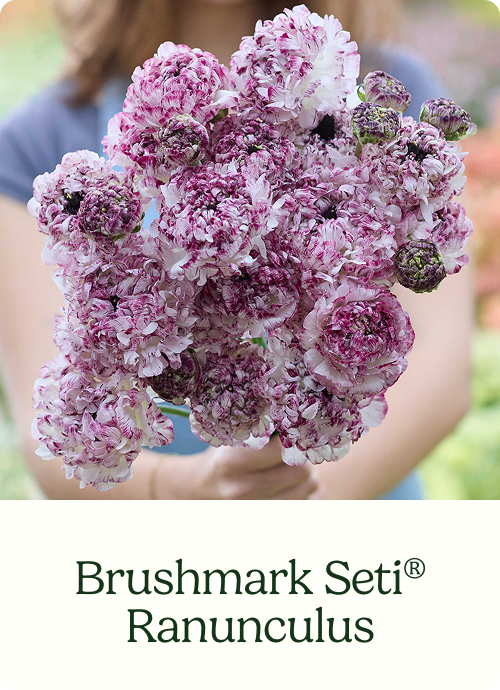 Brushmark Seti® Ranunculus