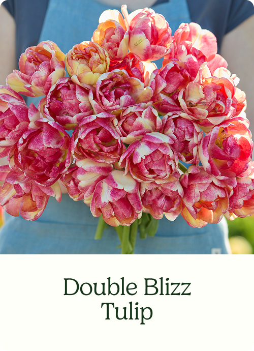 Double Blizz Tulip