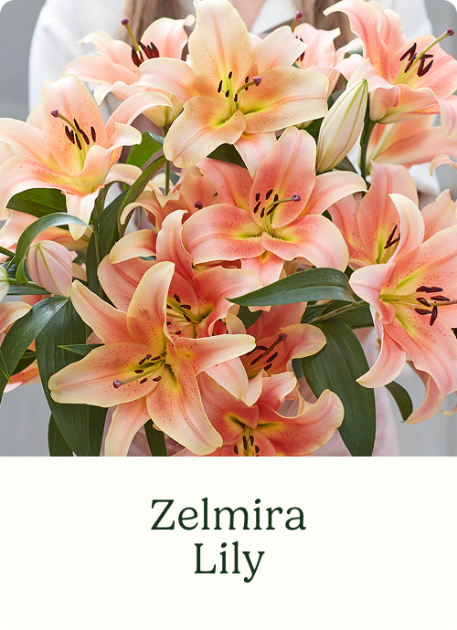 Zelmira Lily