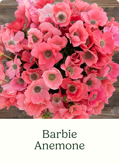 Barbie Anemone
