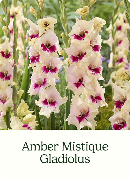 Amber Mistique Gladiolus