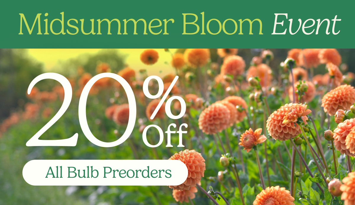 Midsummer Bloom Event – 20% Off All Bulb Preorders
