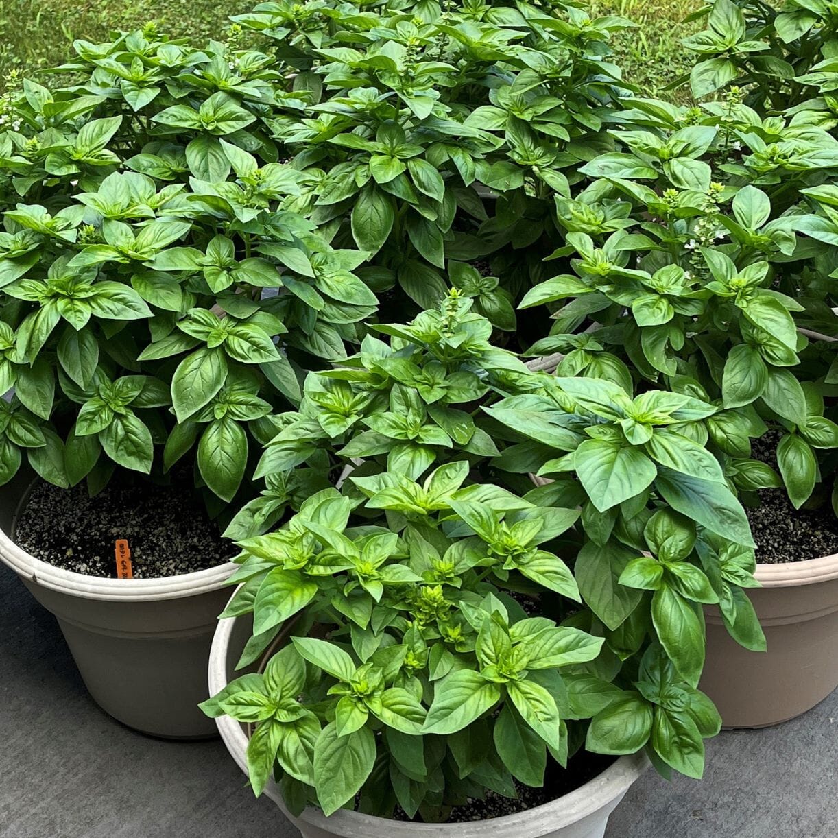 Basil Seeds - Venice