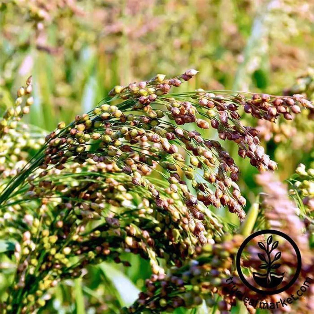Sorghum Seeds - Multicolored Broomcorn