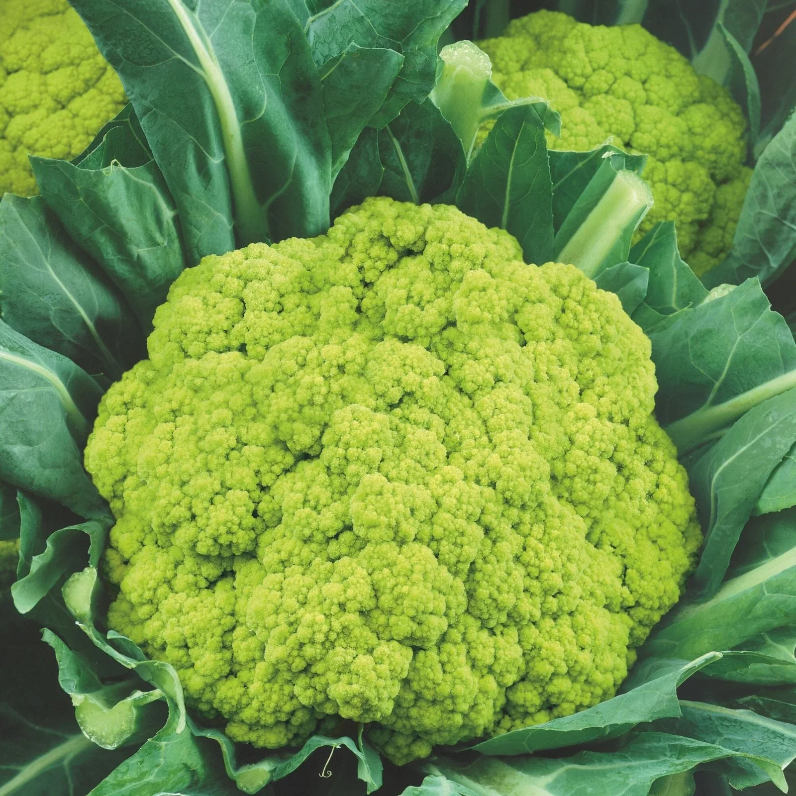 Cauliflower Seeds - Green Macerata