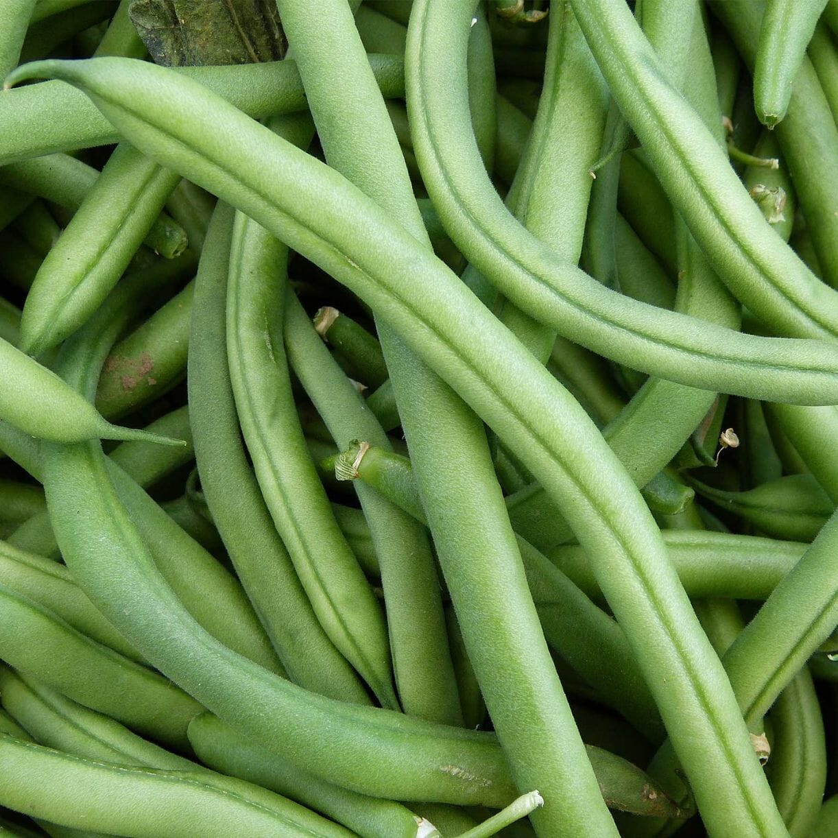 Bean Seeds - Pole - Blue Lake FM1K (Organic)