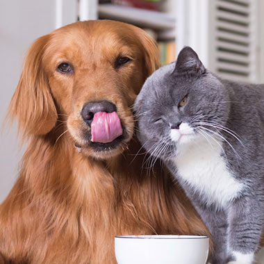 Pets & Livestock