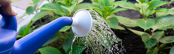 Blue watering can with a person watering their growing garden plants with bright green leaves.