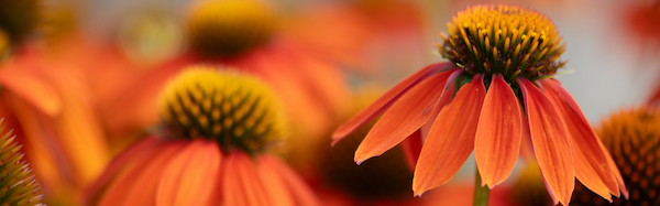 Close up of an Artisan™ Soft Orange Coneflower plant on display with bright orange/red blooms.