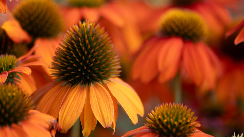 Artisan™ Soft Orange Coneflower plant on display with bright orange/red blooms.